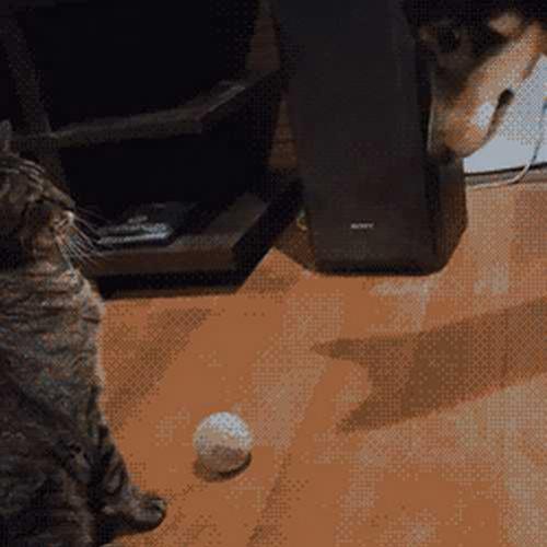 O gato, o cachorro e a bola