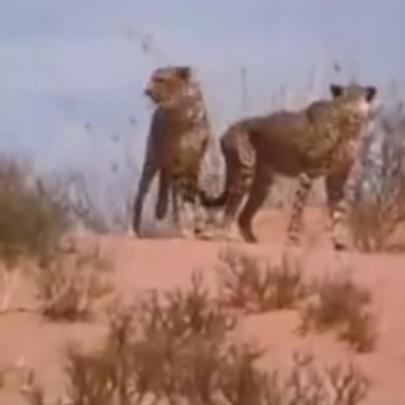 2 homens enfrentam e roubam a caça de jaguares pela comida