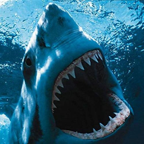 Pense duas vezes antes de mergulhar com tubarões