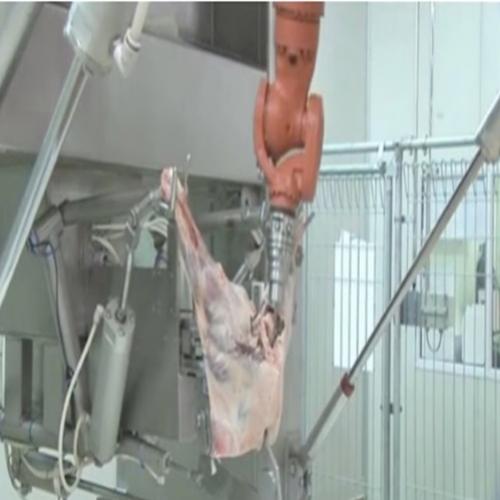 Automatizando frigorífico com robôs açougueiros que fazem cortes com..