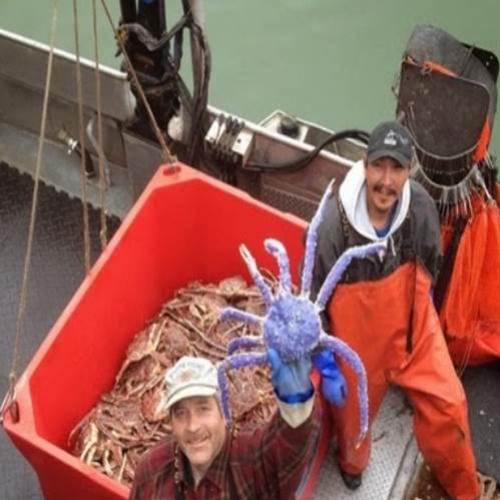 Caranguejo azul raro foi pescado no Alaska no começo do mês 