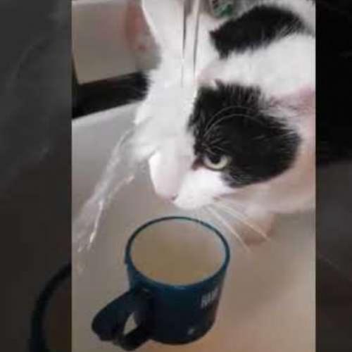 Um gato que manja de beber aguinha!