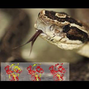 Trinta novas moléculas são descobertas em veneno de serpentes