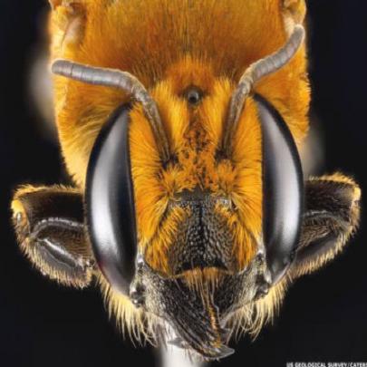 Estudo mostra riqueza de cores e formas em abelhas