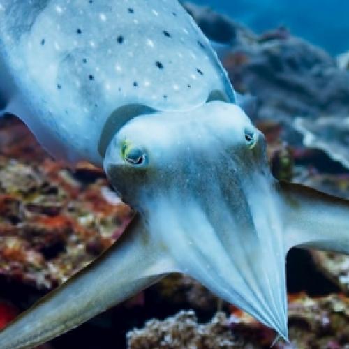 Molusco marinho hipnotiza sua presa, veja o vídeo