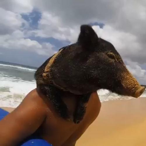 Conheça Kama: O porco surfista