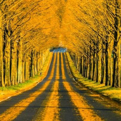 Uma lindíssima estrada dourada em Shiga, no Japão