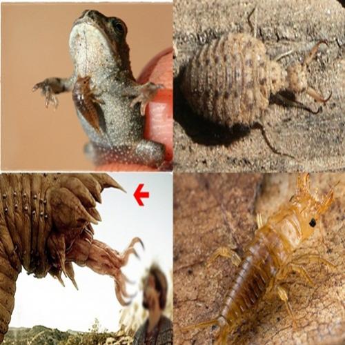 5 Curiosos e fascinantes insetos predadores 