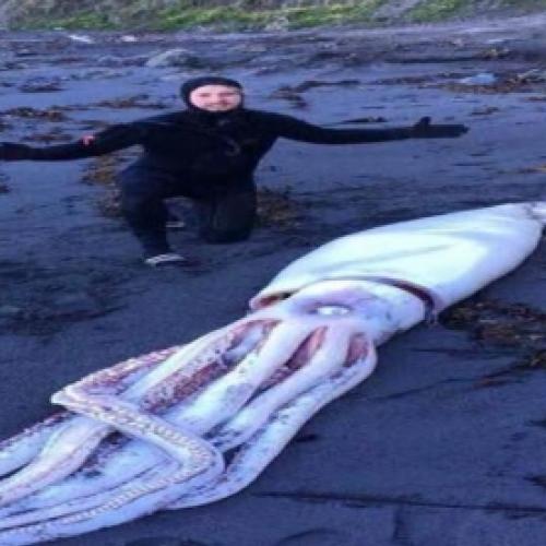 Uma lula gigante foi encontrada morta numa praia da Nova Zelândia.
