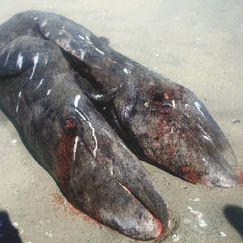 Baleias siamesas são encontradas