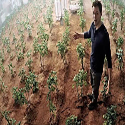 É possível plantar batatas em Marte?