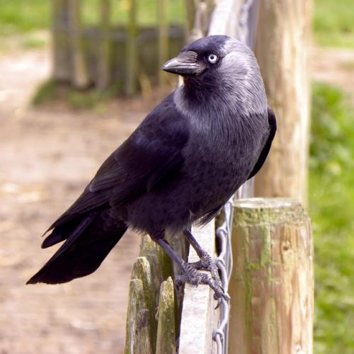 O corvo: olhar intimidante