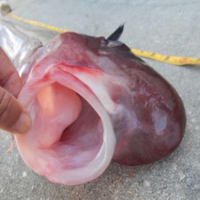 Capturado na Flórida um peixe desconhecido para a ciência 
