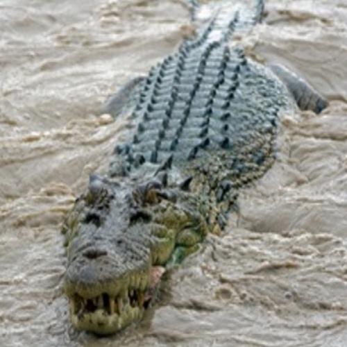 O momento exato de um ataque mortal de um crocodilo! 
