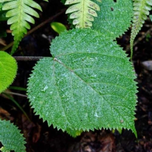 Conheça a gympie, uma das plantas mais venenosas do mundo.