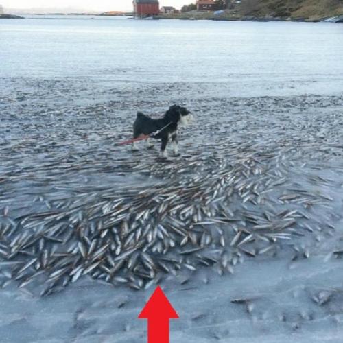 Mar na Noruega congela e morador flagra cão passeando sobre cardume