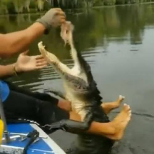 Bizarro! Homem é visto alimentando crocodilo pendurado em suas pernas