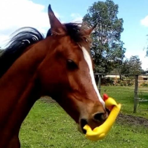 Esse cavalo e seu novo brinquedo vão te fazer rir
