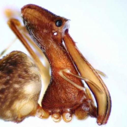 Que bicho é este? – A aranha pelicano tem um bico de pelicano.