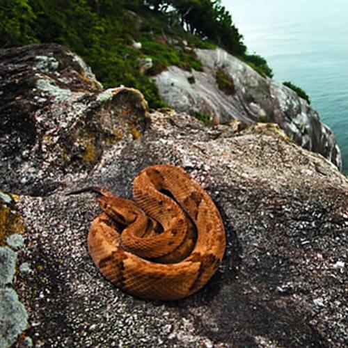 Conheça a exótica e perigosa Ilha das Cobras