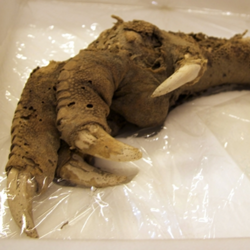 Pata de criatura pré-histórica encontrada totalmente preservada