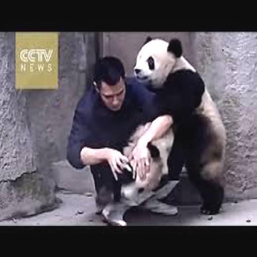 Pandas atacam tratador que tenta medicá-los (ATENÇÃO: CENAS FORTES)