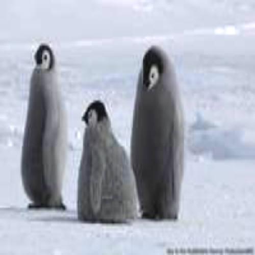 Robô disfarçado de filhote faz imagens inéditas de pinguins