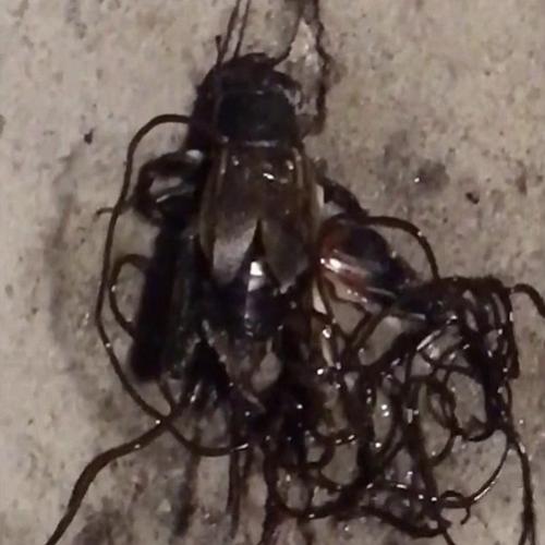Grilo esmagado tem vários vermes parasitas saindo de seu corpo
