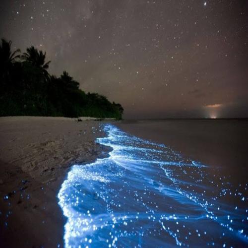 Incríveis praias bioluminescentes pelo mundo