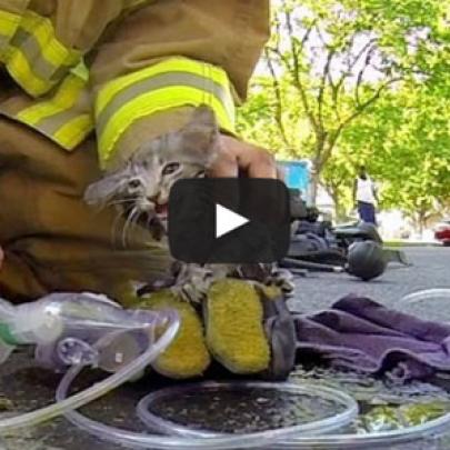 O emocionante salvamento de um gatinho do incêndio