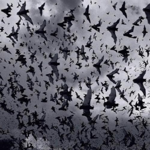 Especial Halloween - Conheçam os Morcegos-Vampiros