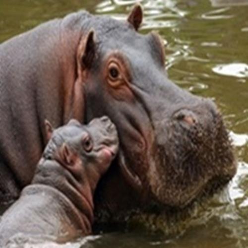 hipopótamo: saiba mais sobre esse animal 