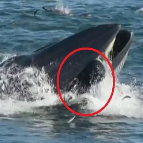 Mergulhador escapa após ser engolido por uma baleia