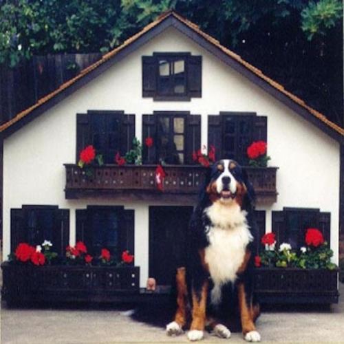 Mundo cão! Veja fotos de mansões para cachorro