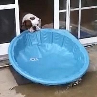 Bulldog desobediente e muito teimoso tentando mudar a piscina de lugar