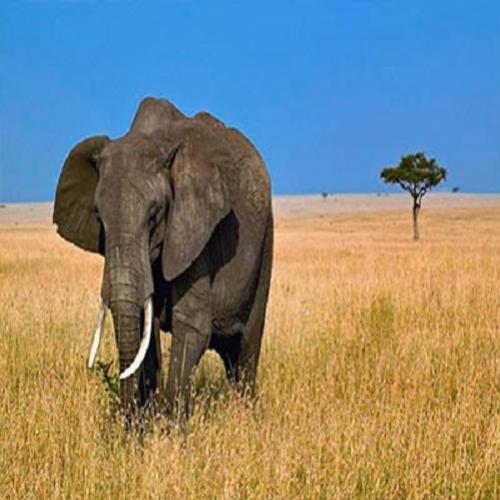 Curiosidades sobre elefantes