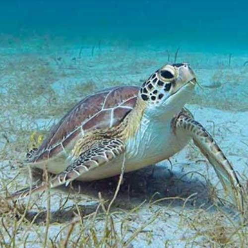 Temperaturas estão causando o nascimento de mais tartarugas