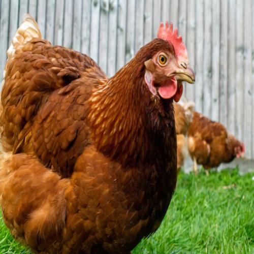 20 curiosidades que você não sabia sobre galinhas