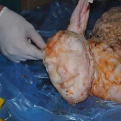 Assustador: Ovelha nasce com rosto humano e choca veterinários