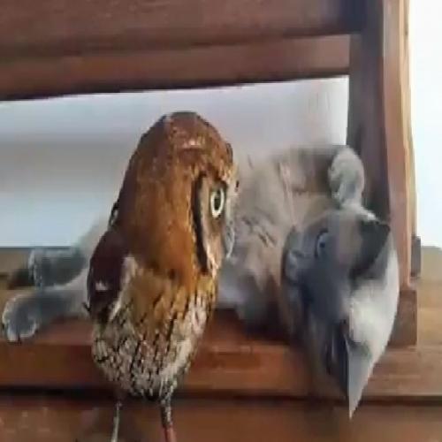 Vídeo feito por biólogo brasileiro mostra 'amizade' entre coruja e gat