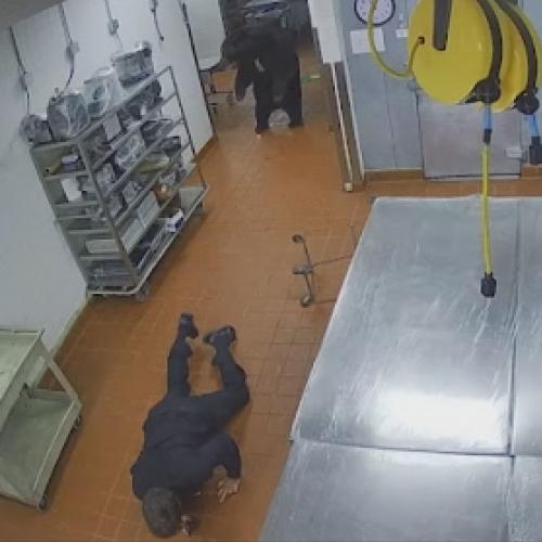 Urso empurra homem em cozinha que ele invadiu