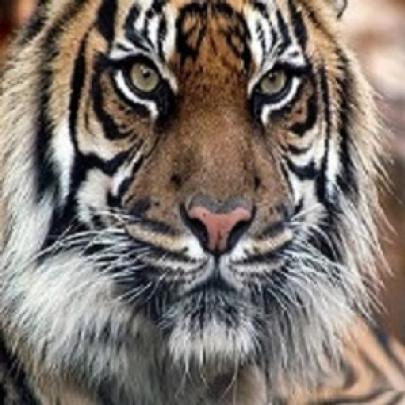 Tigres tem genoma sequenciado dizem cientistas 