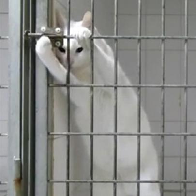 Gato usa sua tática ninja para fugir da gaiola