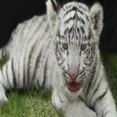 Filhotes de Tigres Brancos encantam o mundo 