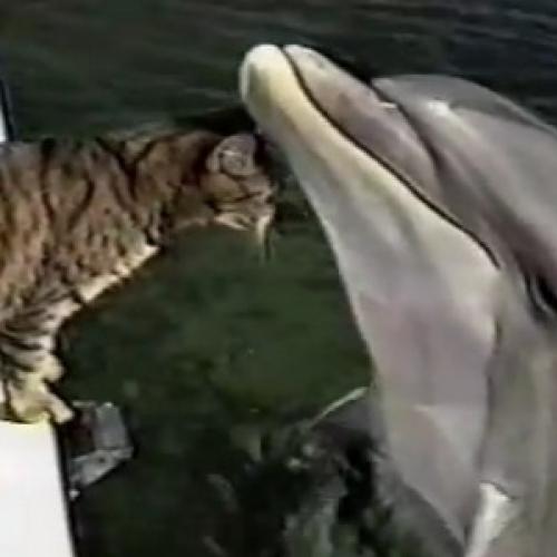 Linda amisade entre um gato e um golfinho