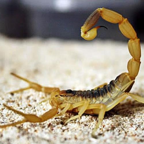 Top 5 os escorpiões mais venenosos do mundo