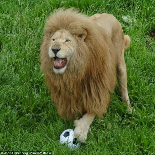 Conheça Triton, o leão que joga futebol