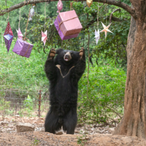 Ursos ganham presentes em zoológico, veja a reação deles