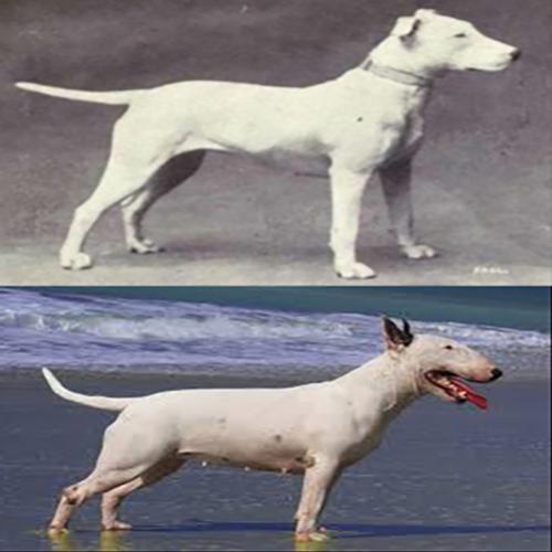 Como eram as raças de cães populares antes e depois de 100 anos de pro
