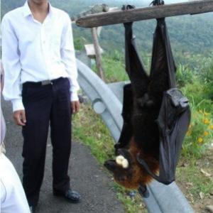Encontrado nas Filipinas morcego de 1 metro de altura